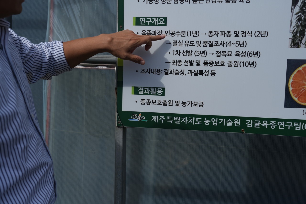 지난 16일 설향을 연구하는 시설하우스에서 제주특별자치도농업기술원 과수연구과 감귤연구팀 양철준 지방농업연구사가 신품종 육종 과정에 대해 설명하고 있다.