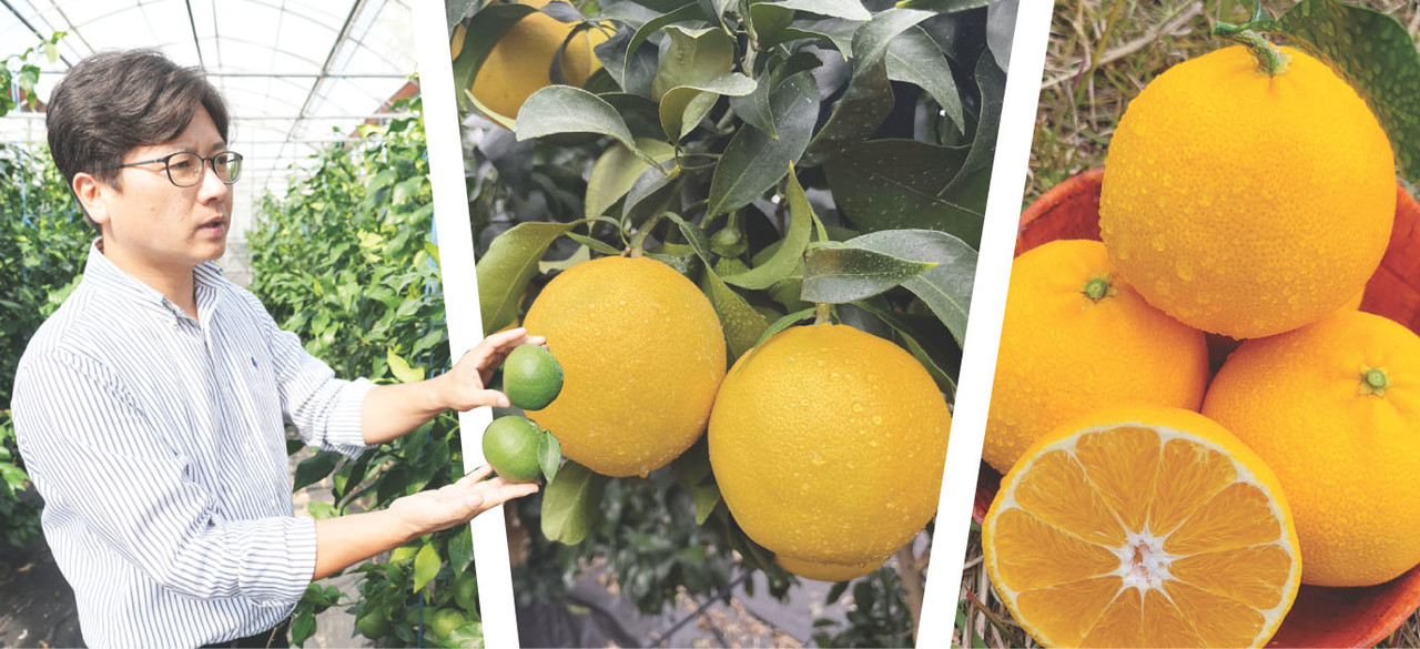 지난 16일 설향을 연구하는 시설하우스에서 제주특별자치도농업기술원 과수연구과 감귤연구팀 양철준 지방농업연구사가 신품종 육종 과정에 대해 설명하고 있다. 사진 가운데는 수확 전 설향 모습. 사진 오른쪽은 수확 후 설향 모습.