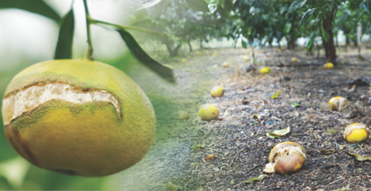 서귀포시 지역 한 레드향 하우스에서 열과 피해를 입은 열매가 나무에서 썩거나 땅바닥으로 떨어져 농가의 시름이 깊어지고 있다.                                                                                                그래픽=최정화