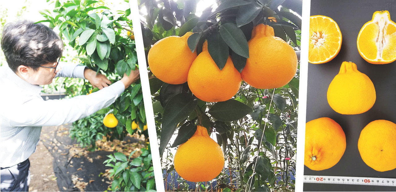 지난 13일 맛나봉 연구 시설하우스에서 양철준 제주도농업기술원 지방농업연구사가 맛나봉에 대해 설명하고 있다. 사진 가운데는 맛나봉 수확전 모습이고 오른쪽은 수확 후 모습이다. 사진=고권봉, 그래픽=최정화.