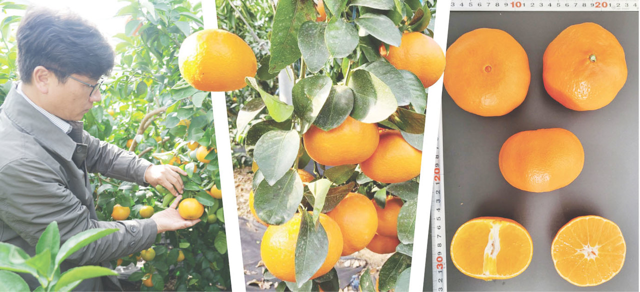 지난 13일 레드스타를 연구하는 시설하우스에서 제주특별자치도농업기술원 과수연구과 감귤연구팀 양철준 지방농업연구사가 레드스타에 대해 설명하고 있다. 사진 가운데는 수확 전 레드스타 모습이고 사진 오른쪽은 수확 후 레드스타 모습이다.                                                           사진=고권봉 기자, 그래픽=최정화