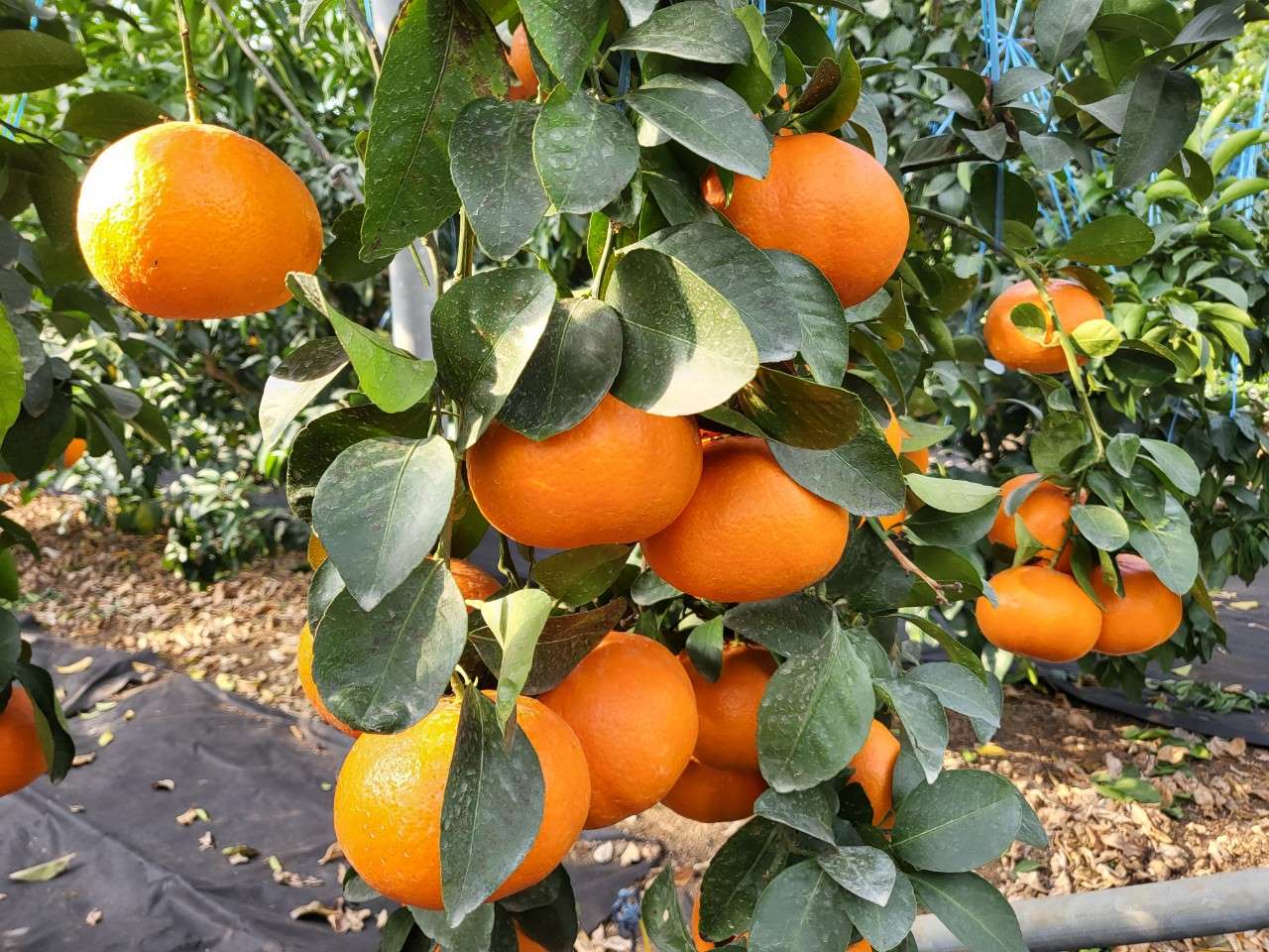 착과된 레드스타 못