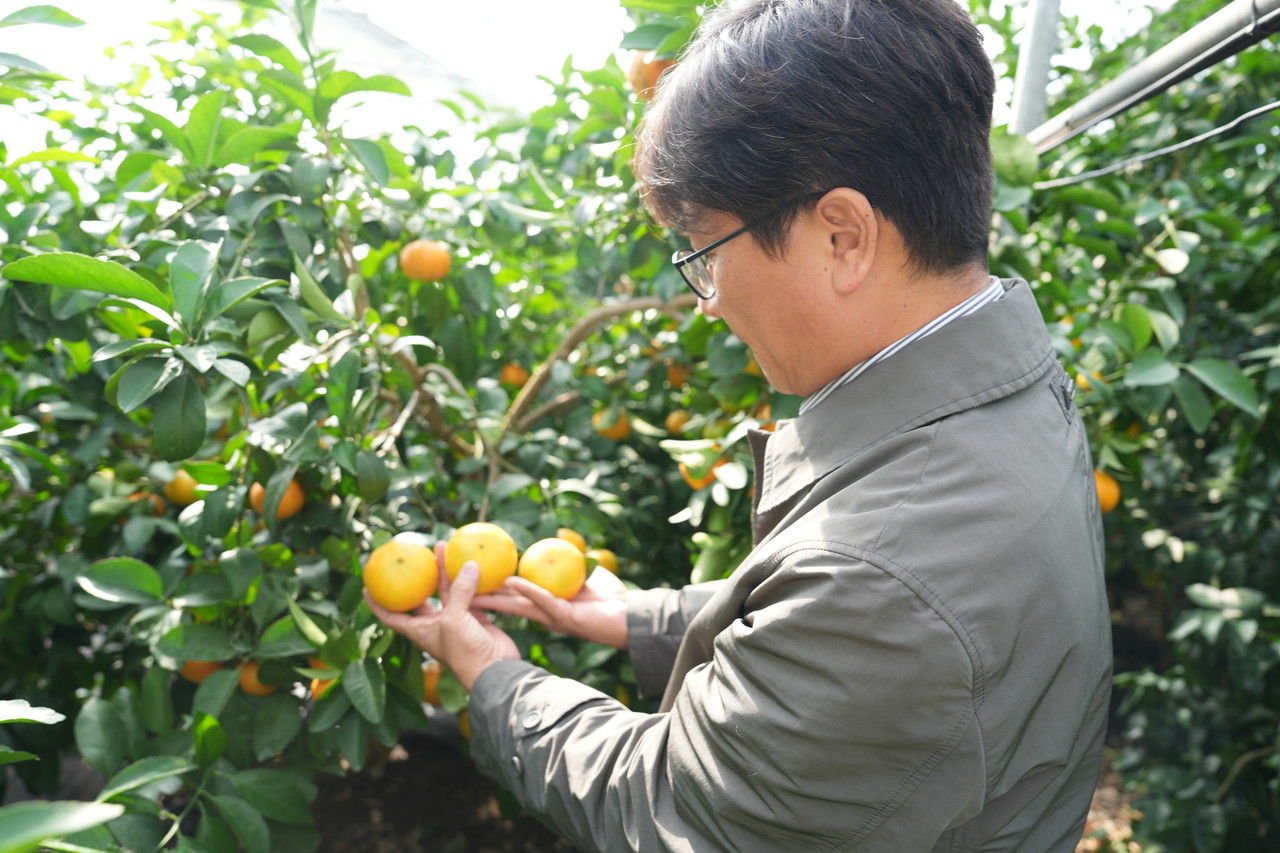 지난 13일 레드스타를 연구하는 시설하우스에서 제주특별자치도농업기술원 과수연구과 감귤연구팀 양철준 지방농업연구사가 레드스타에 대해 설명하고 있다.                         사진=고권봉 기자, 그래픽=최정화