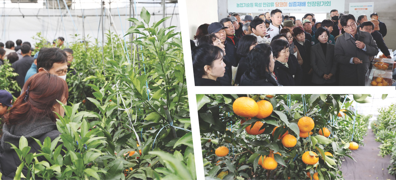 지난달 29일 서귀포시 표선면 토산리 ‘달코미’ 실증재배 현장에서 현장평가회가 열린 가운데 참여자들이 농장을 둘러보고 있다. 사진 오른쪽 위는 양철준 연구사가 현장평가회에서 신품종에 대해 설명하고 있다. 사진 오른쪽 아래는 ‘달코미’ 열매 모습.                                                                                  그래픽=최정화