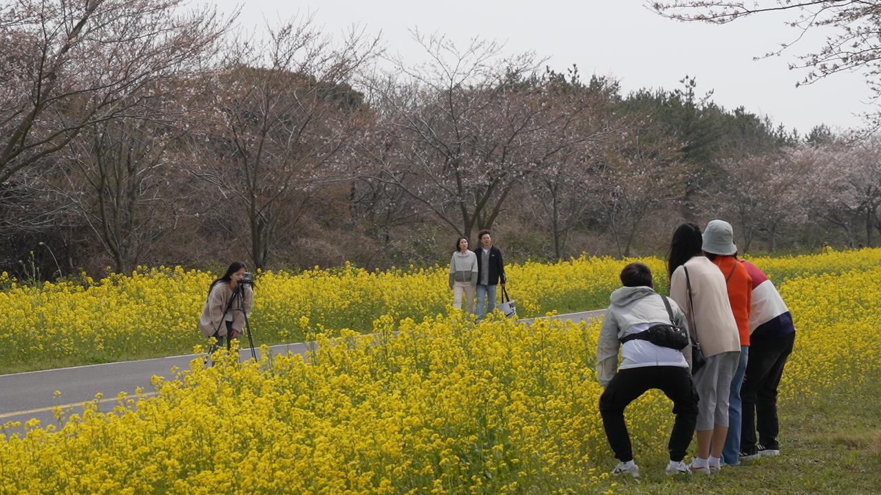 2024년 서귀포유채꽃축제