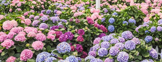 휴애리 수국축제