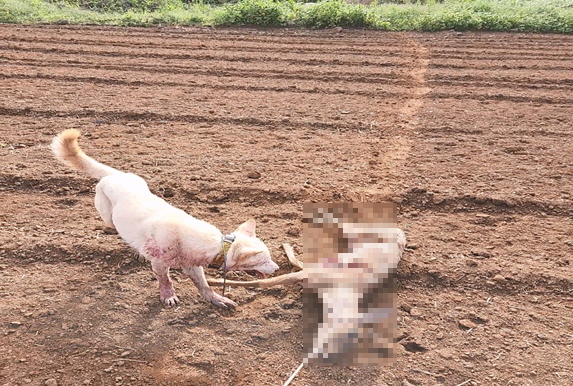 죽은 노루 사체와 진돗개의 사냥 훈련을 시키는 모습(제주도자치경찰 제공).