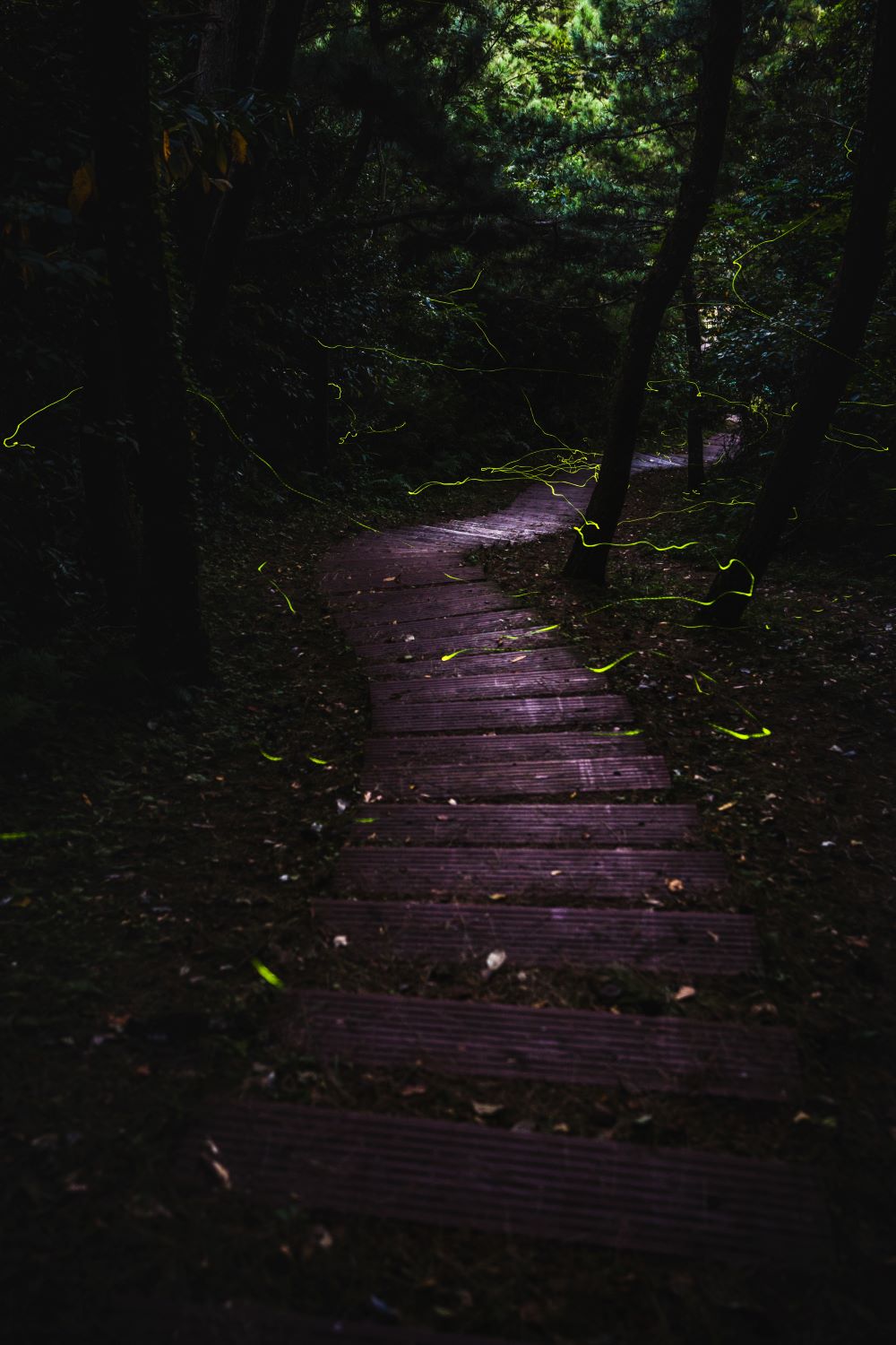2024년 대상 수장작 '군산오름 늦반디'