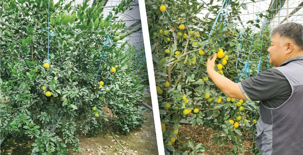 서귀포시 대정읍 보성리에 있는 비닐하우스에서 강영재 농가가 열매가 달린 나무와 달리지 않은 나무를 살펴보고 있다.