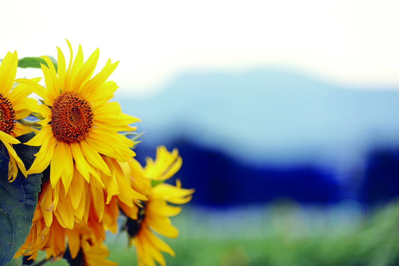 서귀포 지역 기반 유일한 주간신문인 서귀포신문은 1996년 2월 12일 창간호를 발행한 이후 29년 7개월만인 2025년 9월 10일 지령 제1500호를 발행했다.  서귀포신문은 그동안 보내 준 시민과 독자의 성원과 지지를 기반으로 다양한 기획과 심층보도를 강화하고, 시민 이야기를 더 담을 것이다.