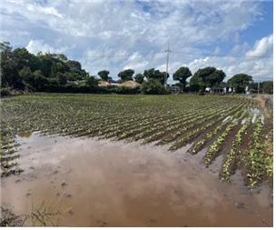 폭우로 인해 침수된 밭
