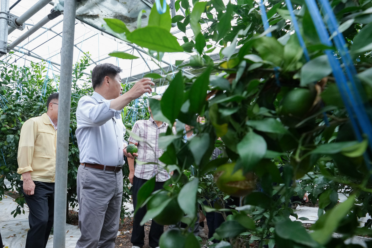 제주도는 민선8기 출범 3주년 ‘민생로드’ 18번째 일정으로 지난 19일 서귀포시 남원읍 한남리의 레드향 농가(농장주 오병국)를 방문해 열과(裂果, 과실 터짐) 피해 상황을 직접 확인하고, 감귤 생산자단체와 간담회를 가졌다.