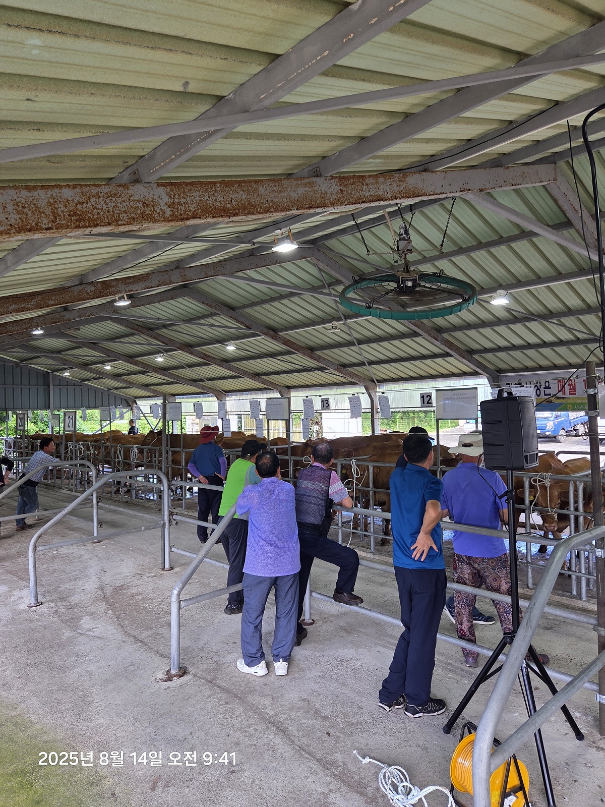 서귀포시 축협 가축시장 모습