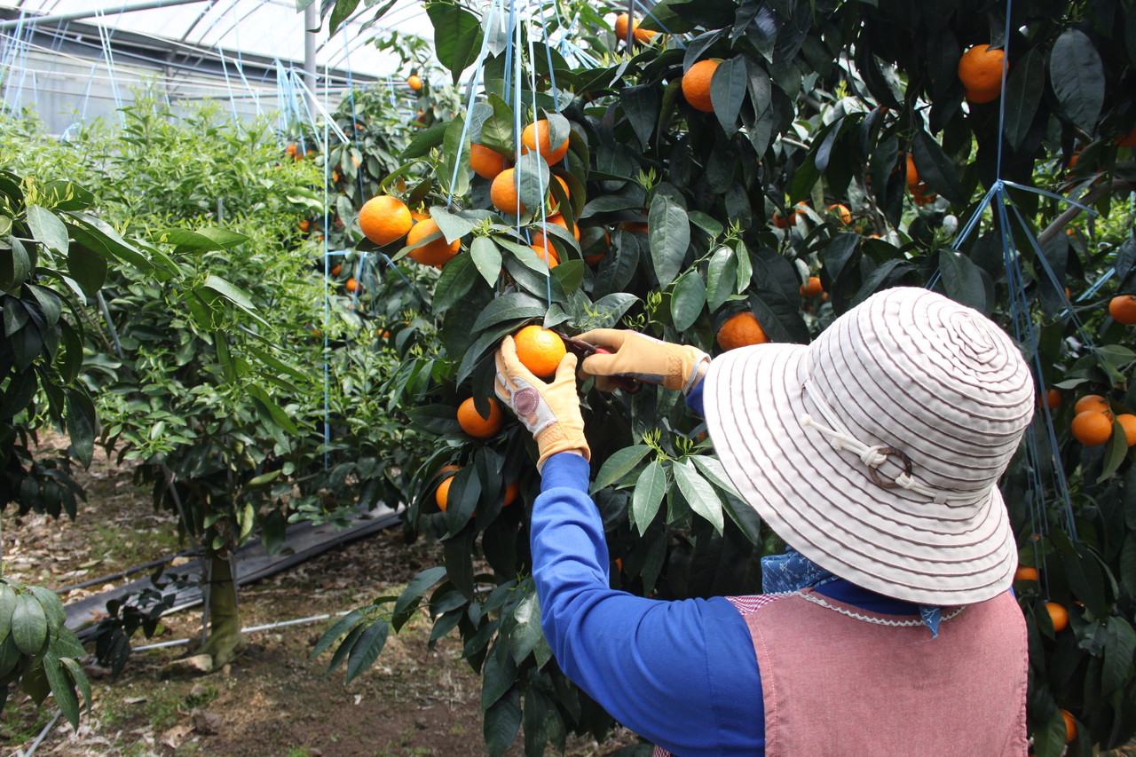 감귤 수확하는 모습. 자료사진