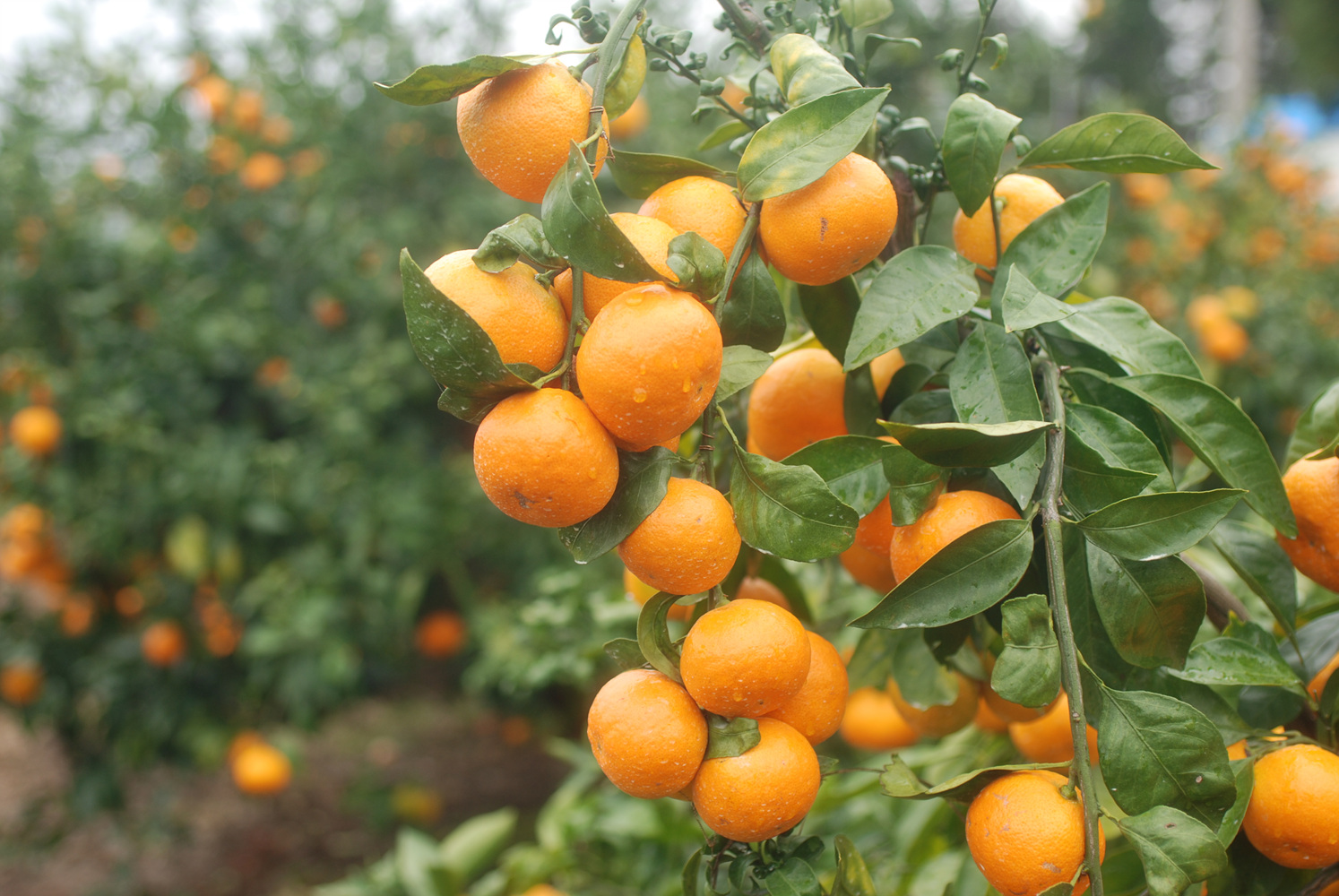 온주밀감 자료 사진.