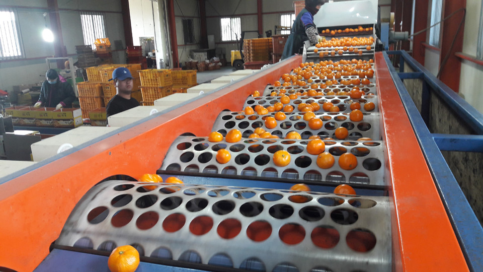 감귤 선과장 모습. 기사의 특정사실과 관계없음. 자료사진