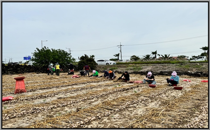 서귀포시가 마늘 수확 인력 확보에 어려움을 겪는 취약 농가를 찾아 마늘 밭에서 일손 돕기 활동을 전개하고 있다. 자료사진.