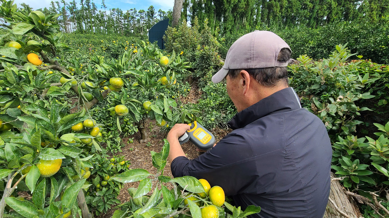 감귤 자료 사진. 기사 내용과 관련 없음.
