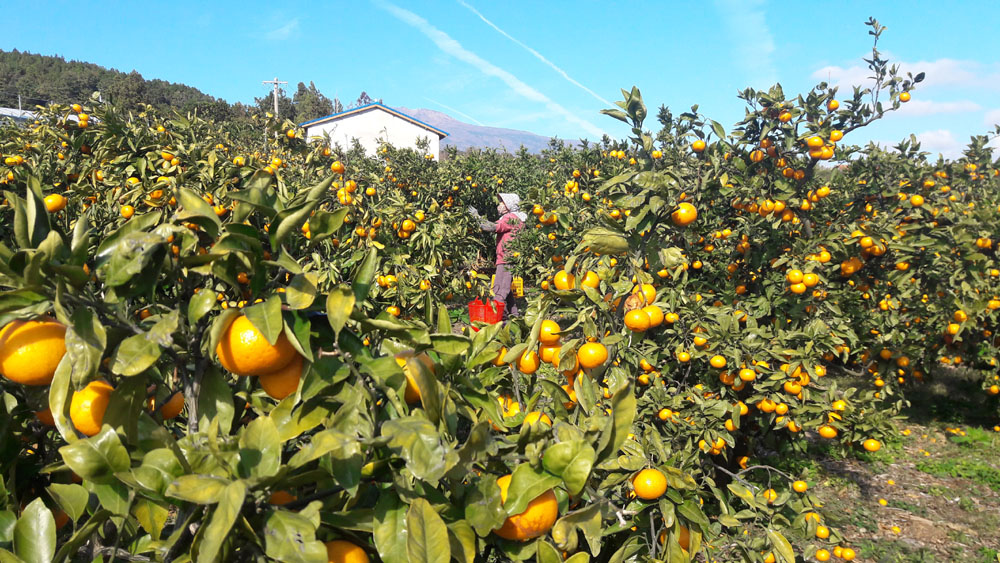 농가에서 감귤을 수확하고 있는 모습. 자료사진